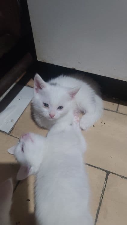 Продам котят белых! — 2