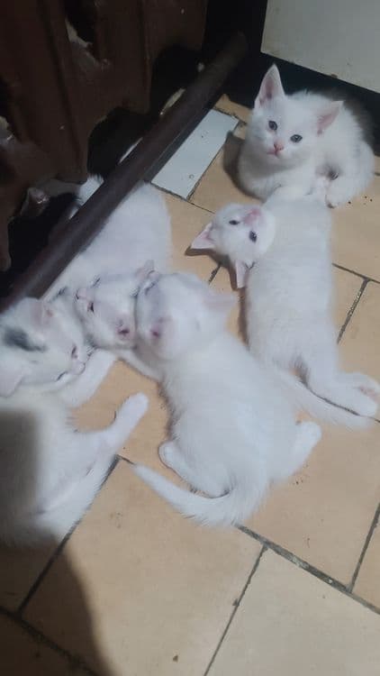 Продам котят белых! — 3