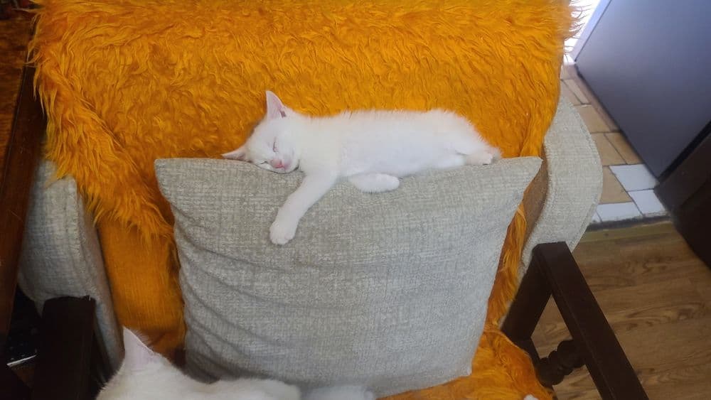 Продам котят белых! — 4