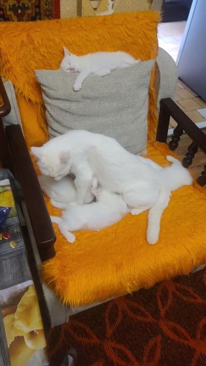 Продам котят белых! — 5