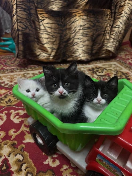 Продаются котята домашние — 1