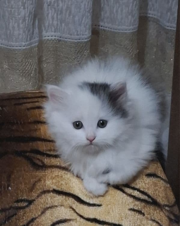 Продаются котята домашние — 2