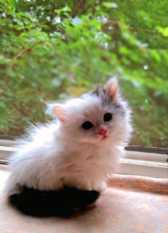 Продаются котята домашние — 3