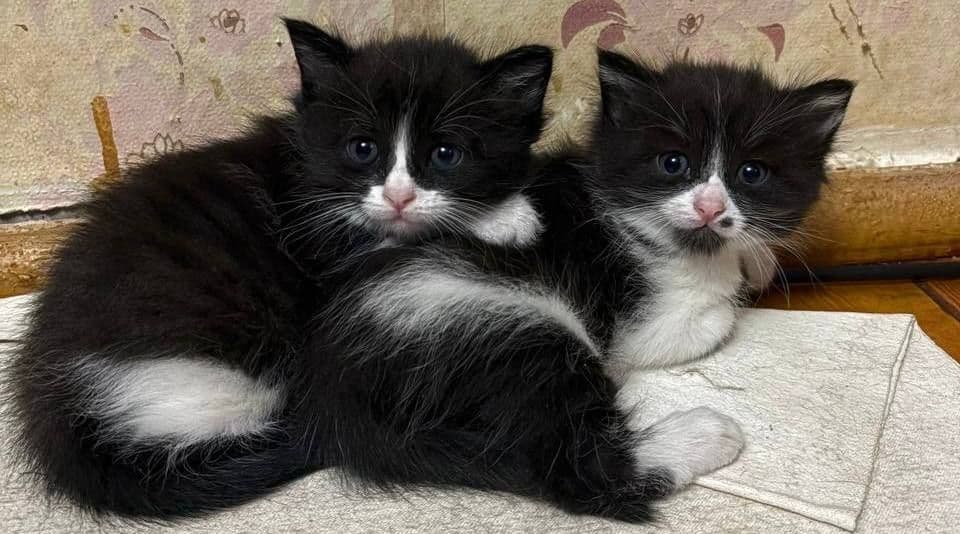 Продаются котята домашние — 4