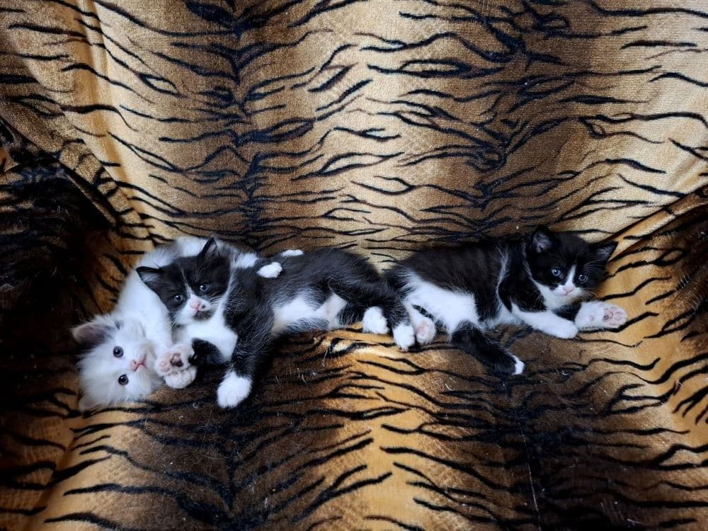 Продаются котята домашние — 5