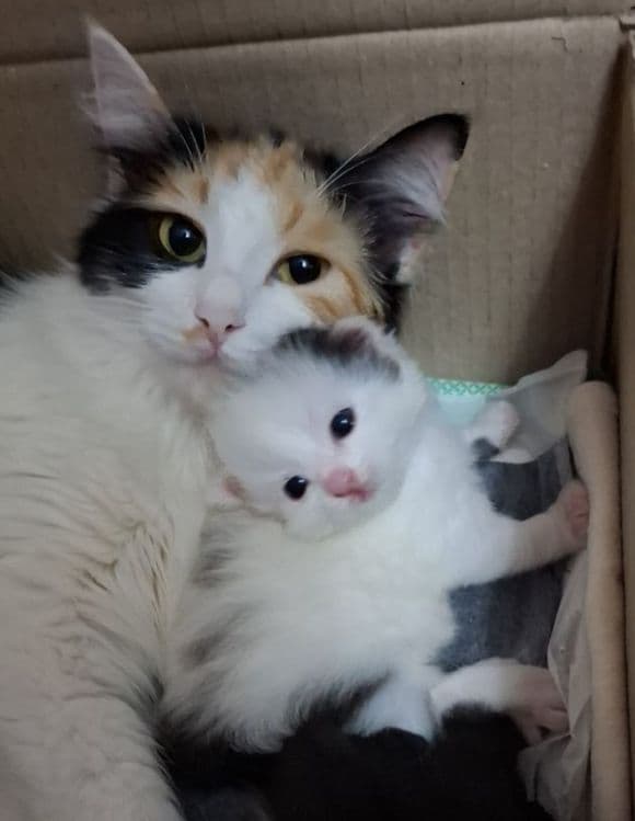 Продаются котята домашние — 6