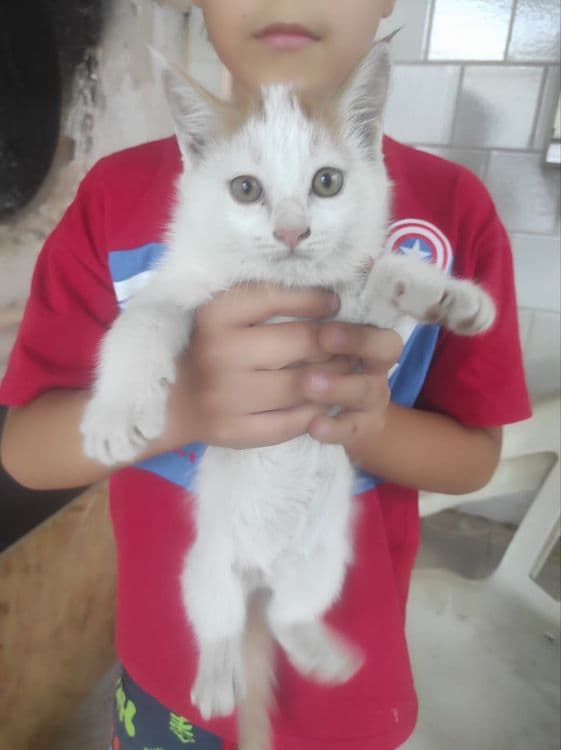 Котята кошки mushikchalar mushik mushikvoy — 2