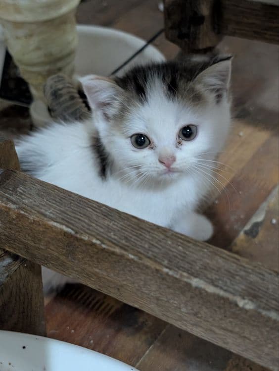 Продаются котята — 1