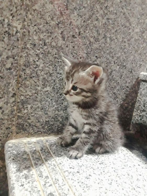 Милое Кошки 1 месят — 2