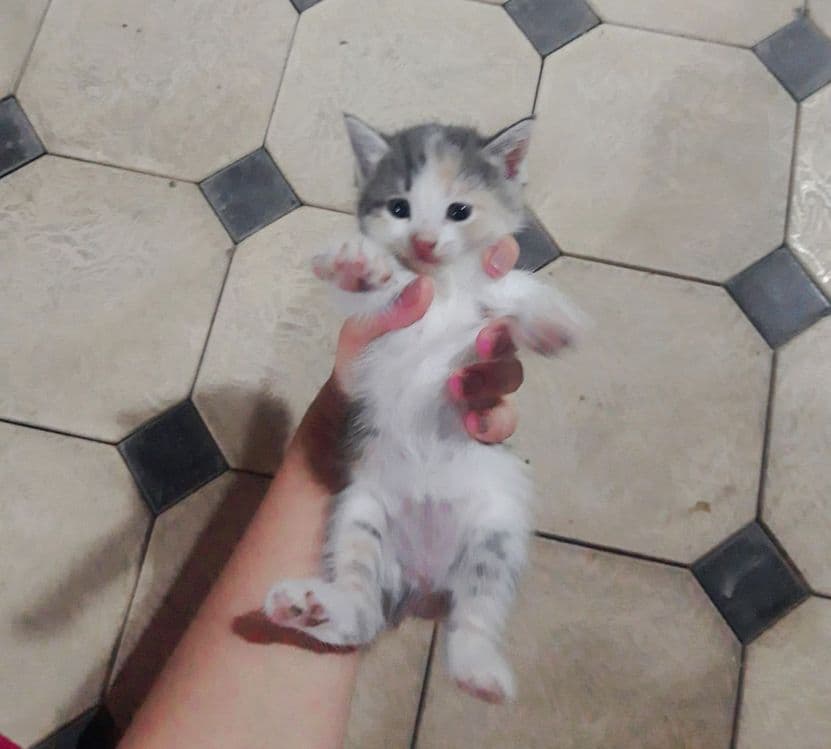 Милое Кошки 1 месят — 3