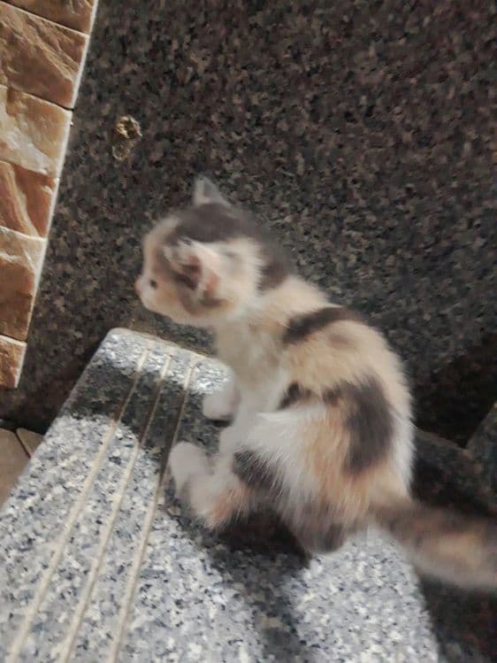 Милое Кошки 1 месят — 4