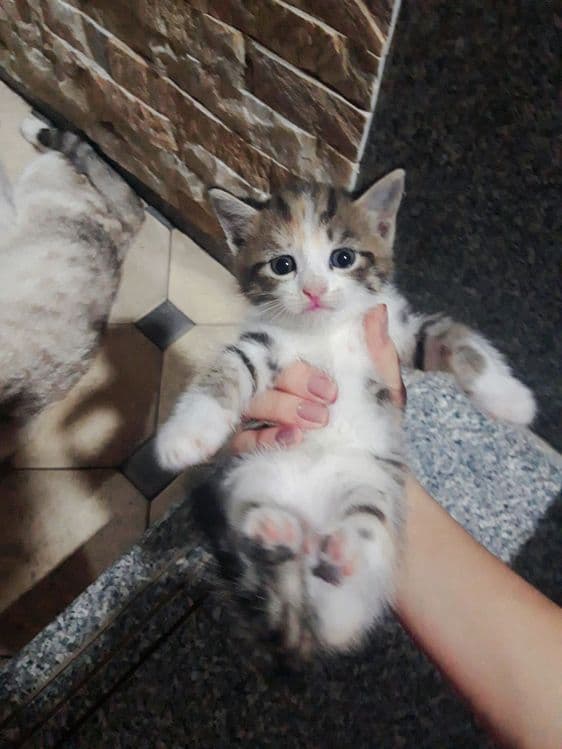 Милое Кошки 1 месят — 5