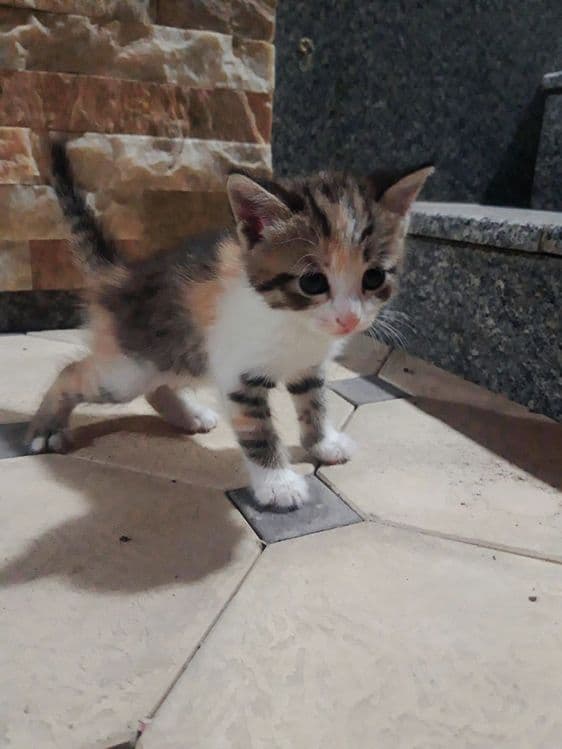 Милое Кошки 1 месят — 6