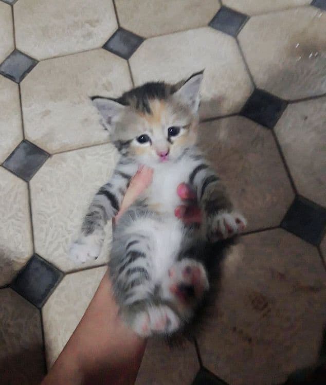 Милое Кошки 1 месят — 7