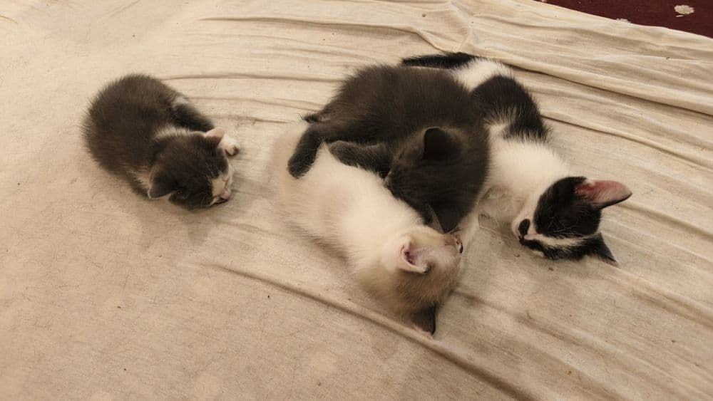 Котята             . — 1