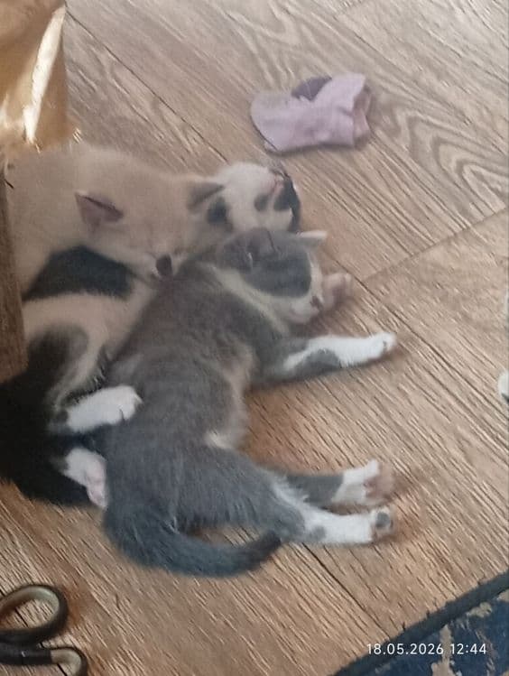 Котята             . — 2
