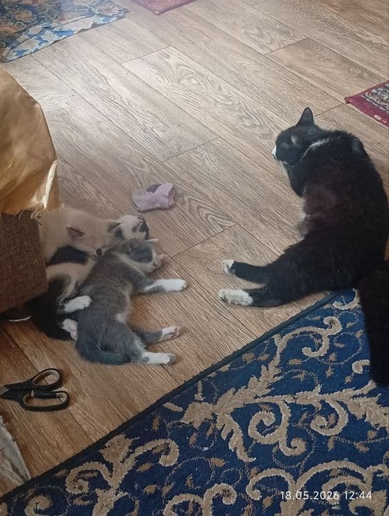 Котята             . — 3