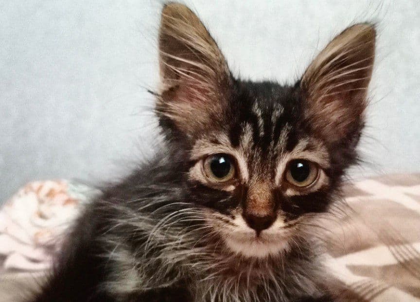 Котёнок в добрые руки!!! — 3