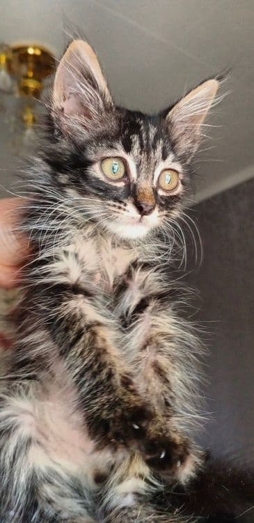 Котёнок в добрые руки!!! — 4