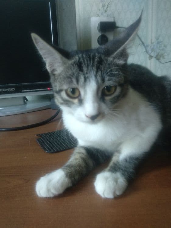 Котенок мальчик СРОЧНО — 1