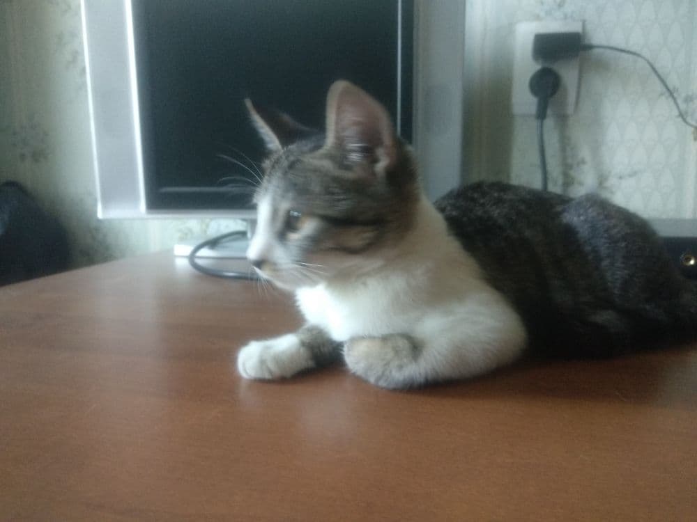 Котенок мальчик СРОЧНО — 2