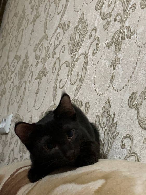 В ответственные руки ! — 3