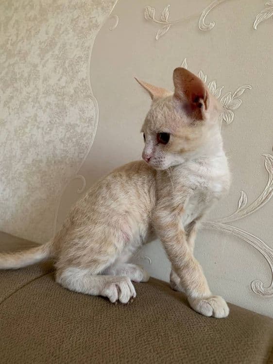 Продам котёнка ! — 3