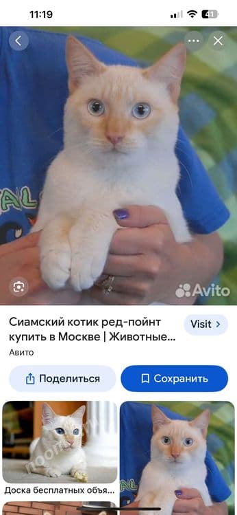 Сиамский ред-поинт,.Кот , мальчик в заботливые руки!! — 4