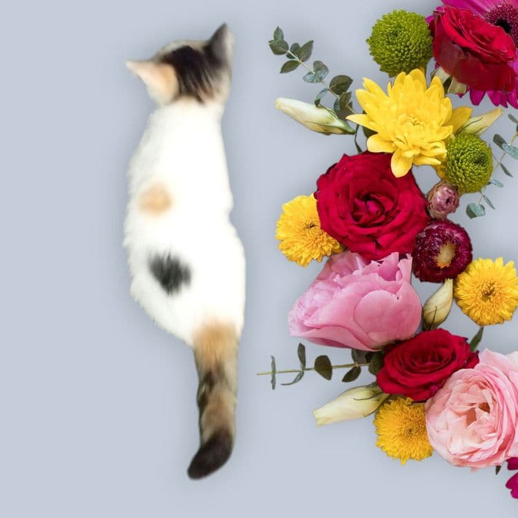 Продам кошечку на счастье — 2