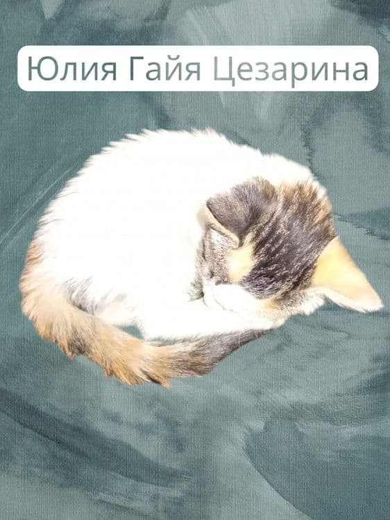 Продам кошечку на счастье — 3