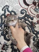 Mushukla  sotiladi toza akuratniy boqilgan