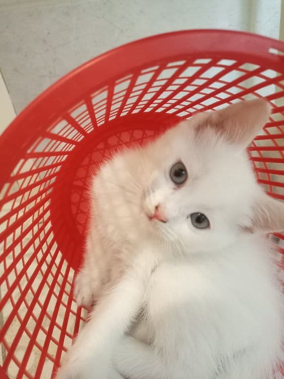 Белые котята 2 месяца — 2