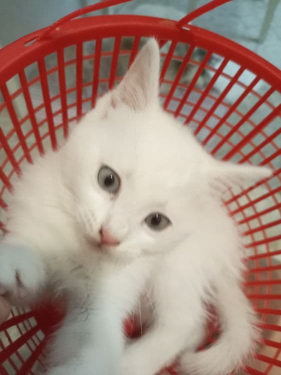 Белые котята 2 месяца — 3