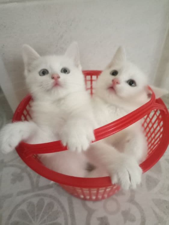 Белые котята 2 месяца — 4