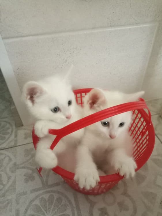 Белые котята 2 месяца — 5