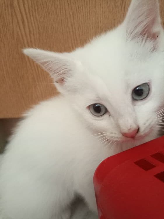 Белые котята 2 месяца — 6