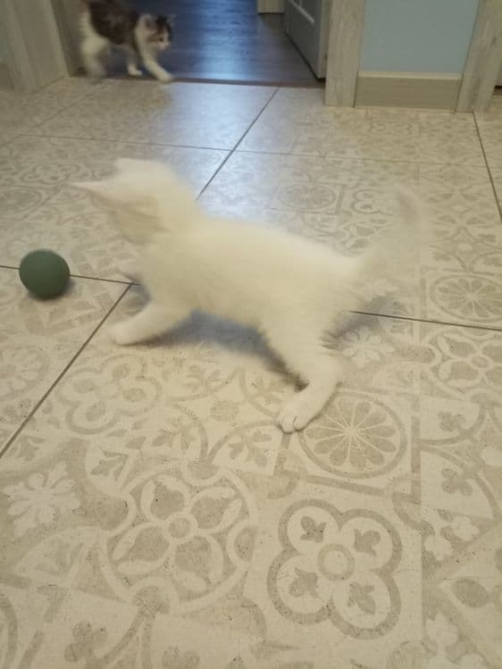 Белые котята 2 месяца — 7