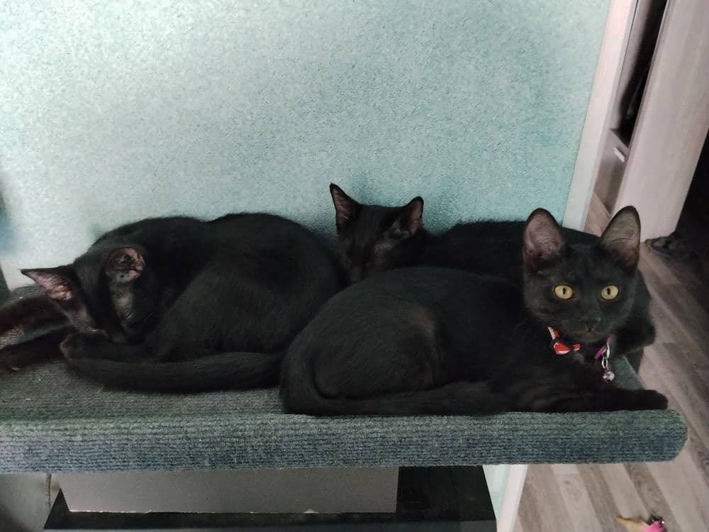 Котята метисы Мейн Кун