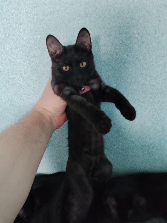 Котята метисы Мейн Кун — 2