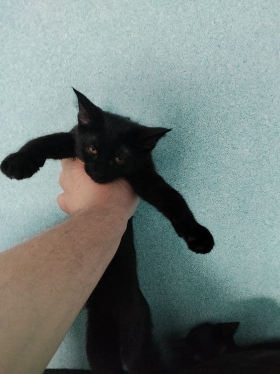 Котята метисы Мейн Кун — 3