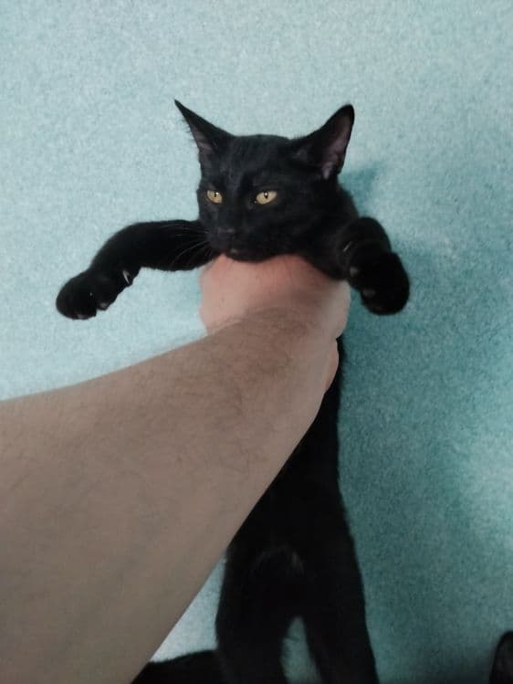 Котята метисы Мейн Кун — 4