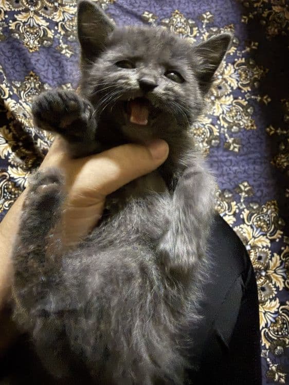 Скотиш страйд Срочно — 1