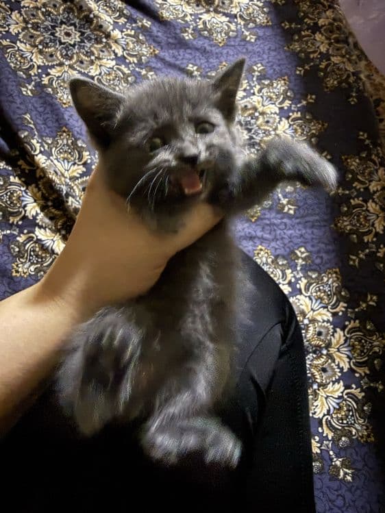 Скотиш страйд Срочно — 2