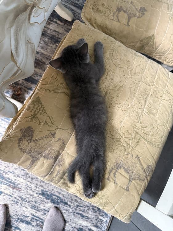 Скотиш страйд Срочно — 3