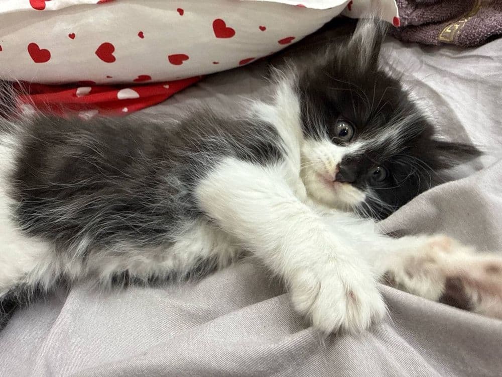 Продаётся очаровательная кошечка! — 1