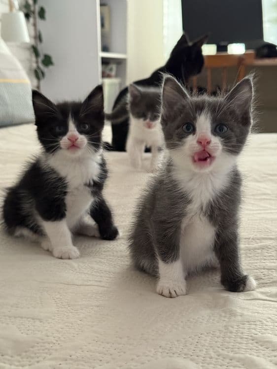 Котята в добрые руки — 3