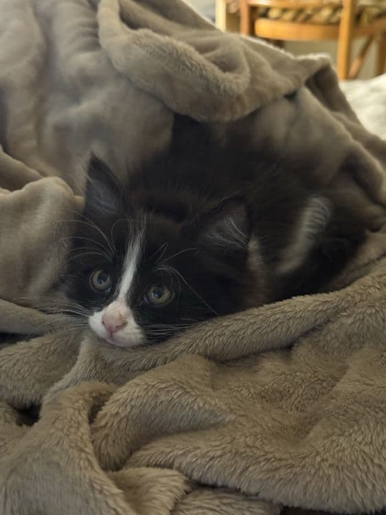 Котята в добрые руки — 7