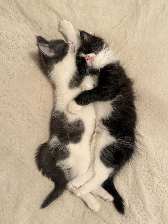 Котята в добрые руки — 8