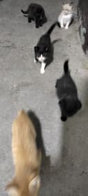 Котята домашние кушают самостоятельно ходят в латок