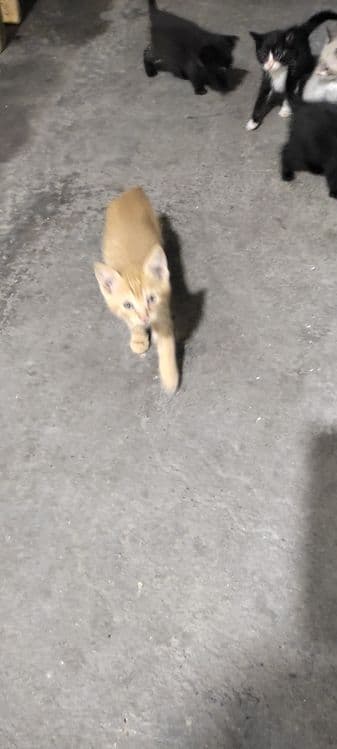 Котята домашние кушают самостоятельно ходят в латок — 2